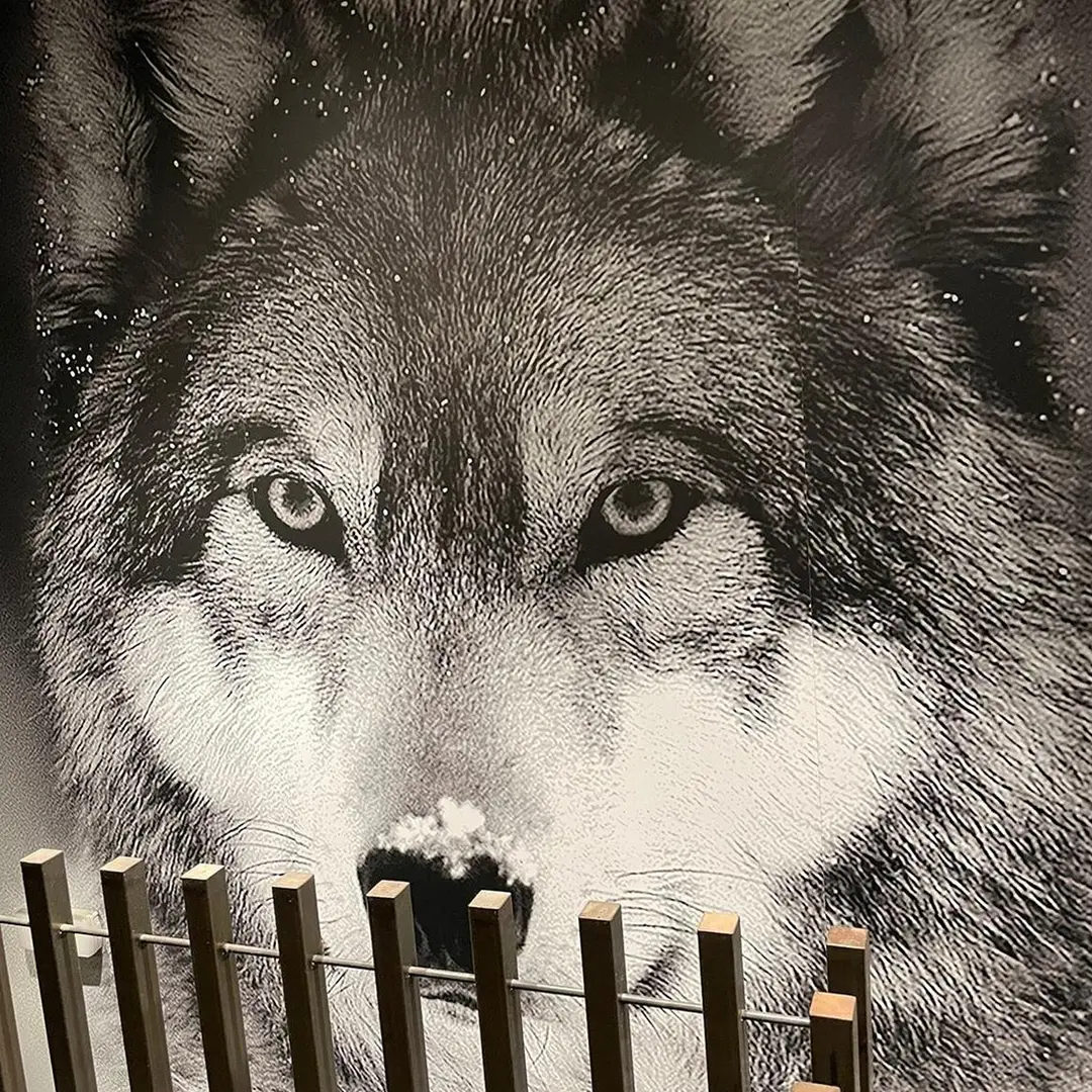 Mural de un lobo en blanco y negro