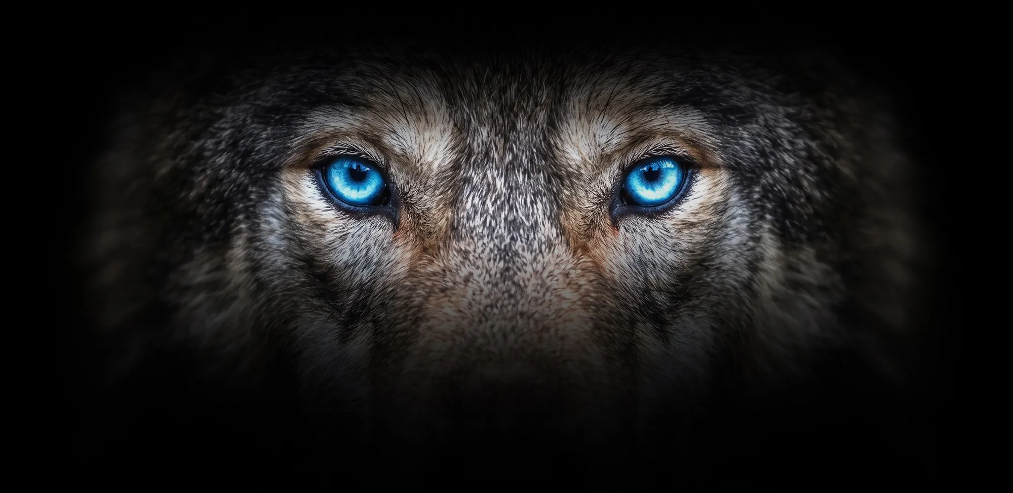 Retrato de un lobo de ojos azules